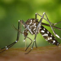 tsimpima-entomon-valsamolado